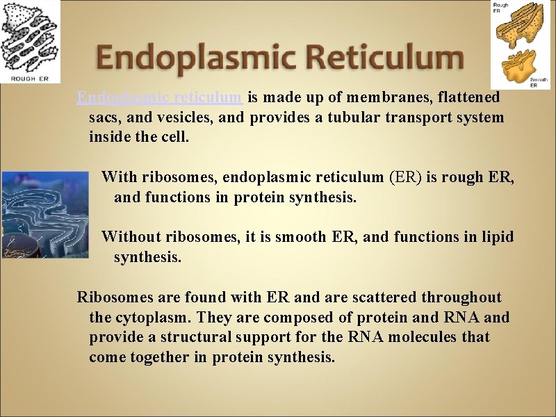 Endoplasmic reticulum is made up of membranes, flattened sacs, and vesicles, and provides a