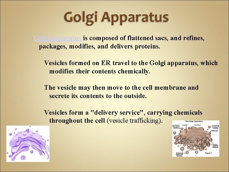 Golgi apparatus is composed of flattened sacs, and refines, packages, modifies, and delivers proteins.
