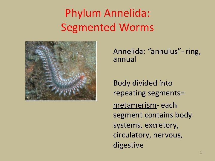 Phylum Annelida: Segmented Worms Annelida: “annulus”- ring, annual Body divided into repeating segments= metamerism-