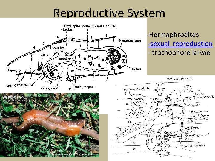 Reproductive System -Hermaphrodites • -sexual reproduction • - trochophore larvae 