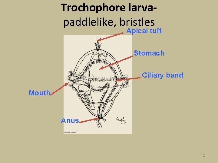 Trochophore larvapaddlelike, bristles Apical tuft Stomach Ciliary band Mouth Anus 12 
