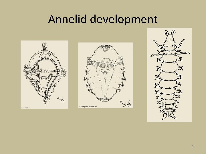 Annelid development 13 