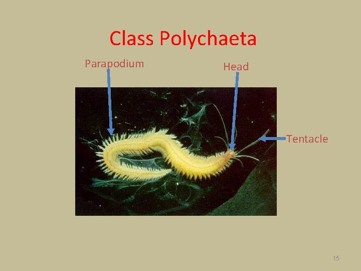 Class Polychaeta Parapodium Head Tentacle 15 