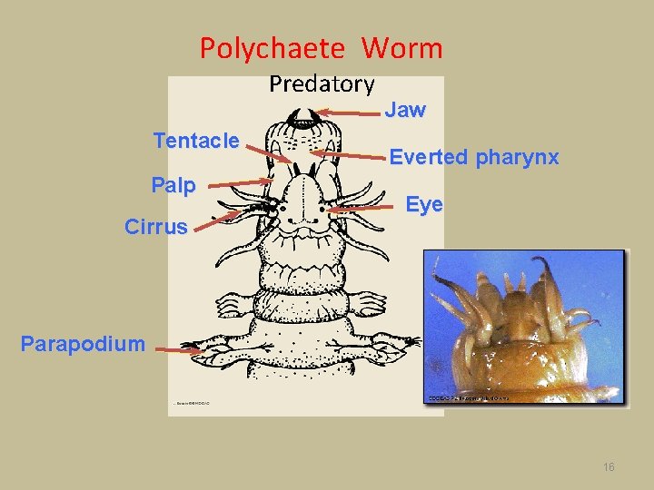 Polychaete Worm Predatory Tentacle Palp Cirrus Jaw Everted pharynx Eye Parapodium 16 