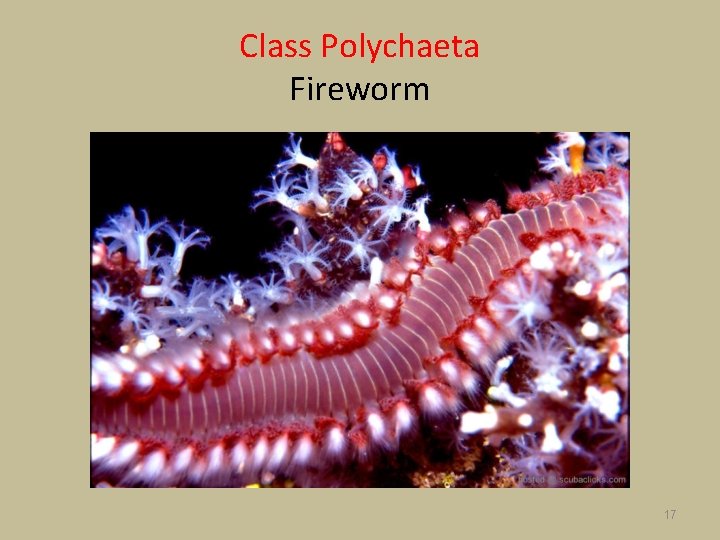 Class Polychaeta Fireworm 17 