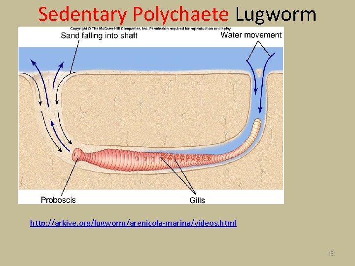 Sedentary Polychaete Lugworm http: //arkive. org/lugworm/arenicola-marina/videos. html 18 