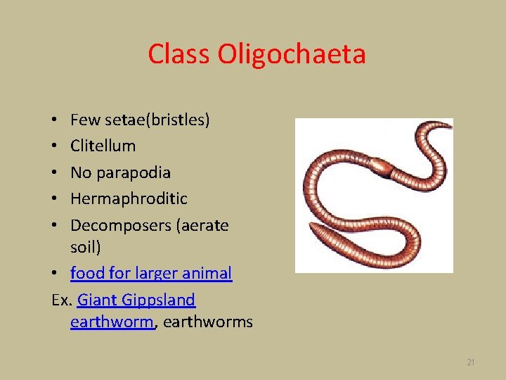 Class Oligochaeta Few setae(bristles) Clitellum No parapodia Hermaphroditic Decomposers (aerate soil) • food for