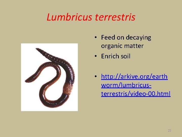 Lumbricus terrestris • Feed on decaying organic matter • Enrich soil • http: //arkive.