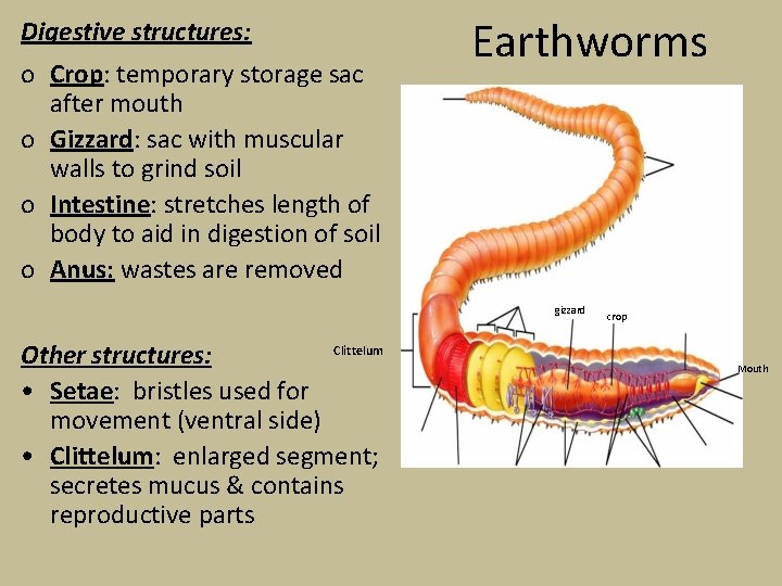 Earthworms Digestive structures: o Crop: temporary storage sac after mouth o Gizzard: sac with