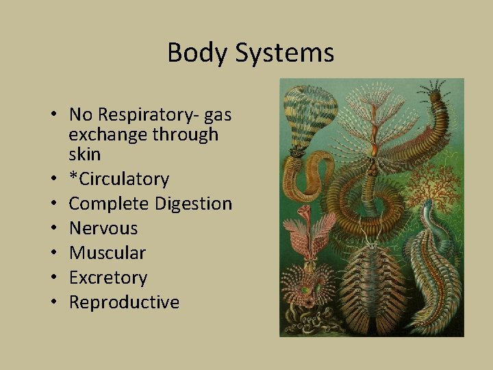 Body Systems • No Respiratory- gas exchange through skin • *Circulatory • Complete Digestion