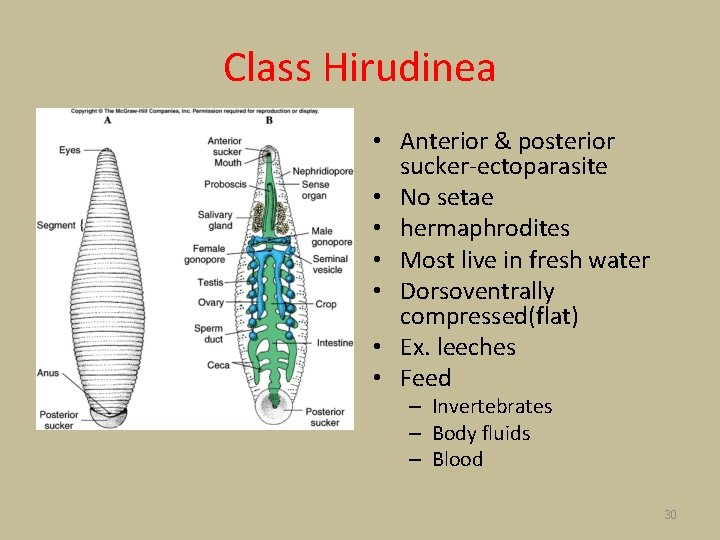 Class Hirudinea • Anterior & posterior sucker-ectoparasite • No setae • hermaphrodites • Most