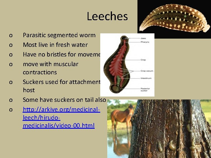 Leeches o o o o Parasitic segmented worm Most live in fresh water Have