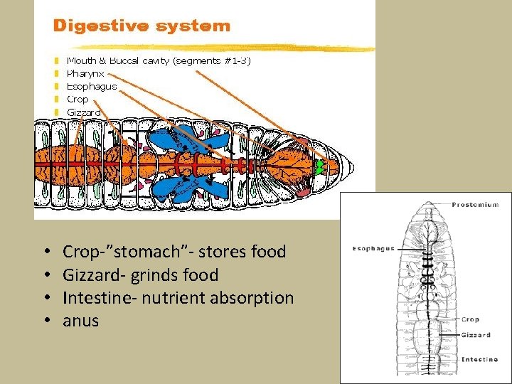 Digestive system • • Crop-”stomach”- stores food Gizzard- grinds food Intestine- nutrient absorption anus