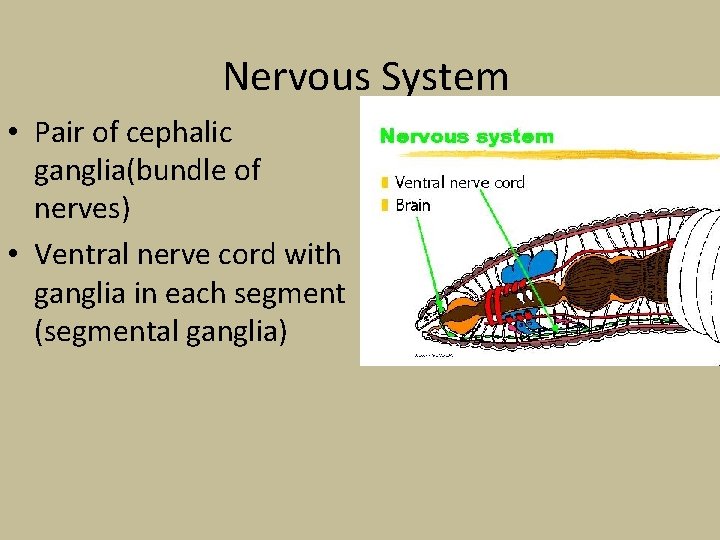 Nervous System • Pair of cephalic ganglia(bundle of nerves) • Ventral nerve cord with
