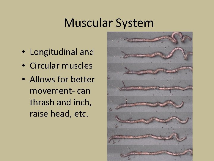 Muscular System • Longitudinal and • Circular muscles • Allows for better movement- can