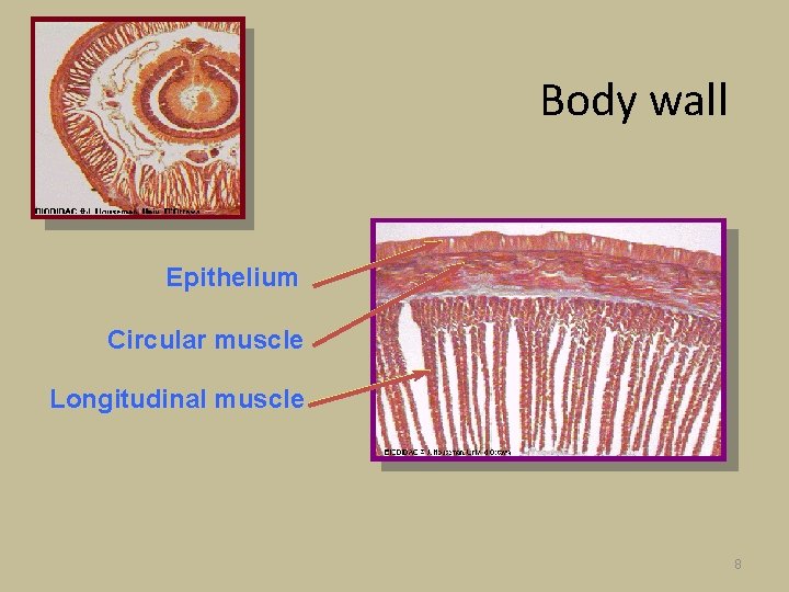 Body wall Epithelium Circular muscle Longitudinal muscle 8 