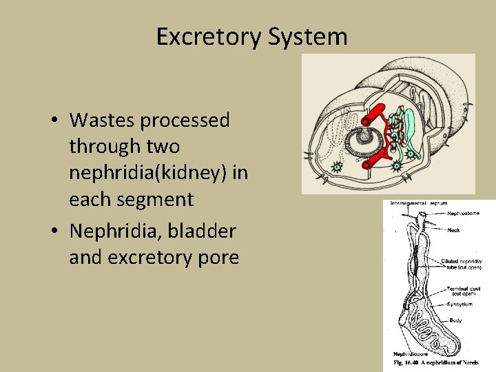 Excretory System • Wastes processed through two nephridia(kidney) in each segment • Nephridia, bladder