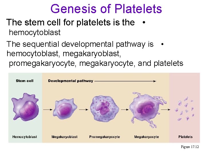 Genesis of Platelets The stem cell for platelets is the • hemocytoblast The sequential