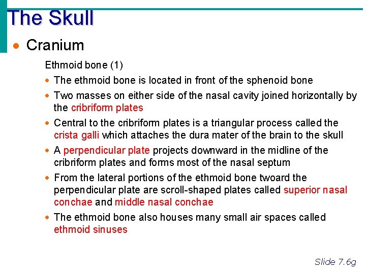 The Skull · Cranium Ethmoid bone (1) · The ethmoid bone is located in