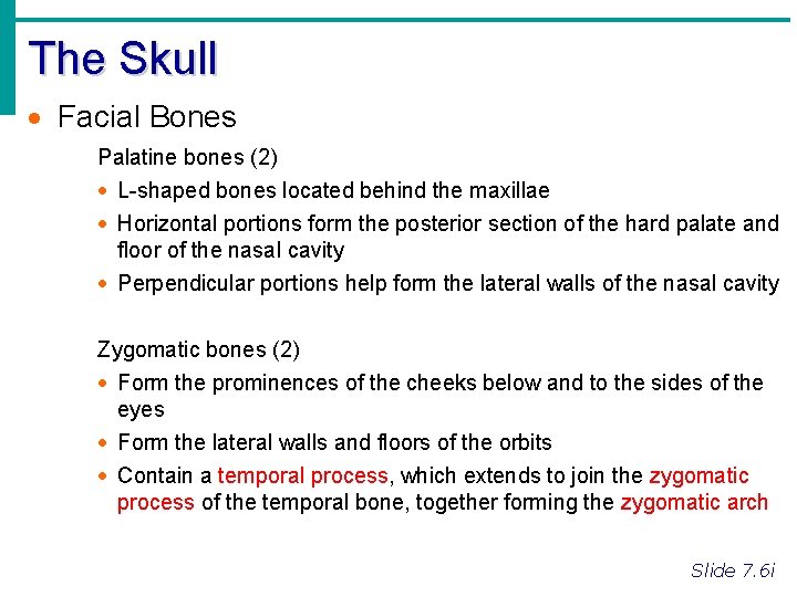 The Skull · Facial Bones Palatine bones (2) · L-shaped bones located behind the