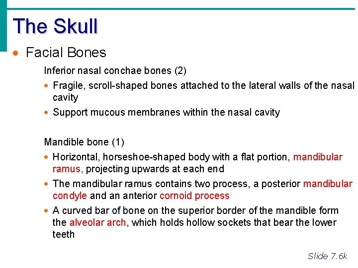 The Skull · Facial Bones Inferior nasal conchae bones (2) · Fragile, scroll-shaped bones