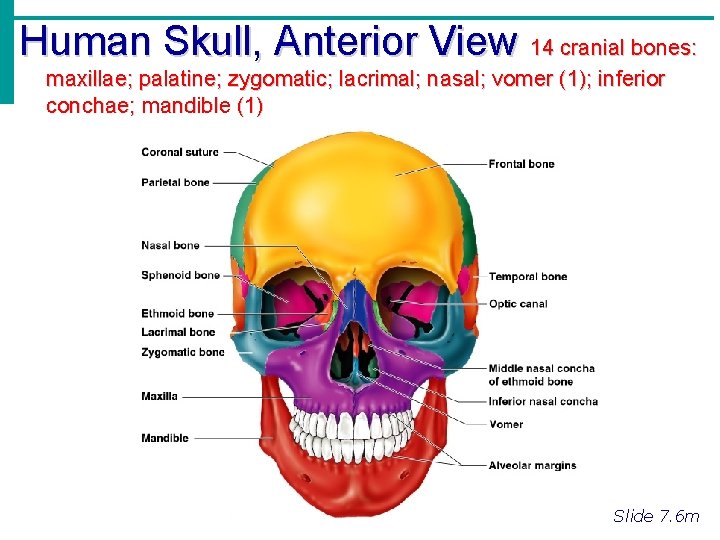 Human Skull, Anterior View 14 cranial bones: maxillae; palatine; zygomatic; lacrimal; nasal; vomer (1);