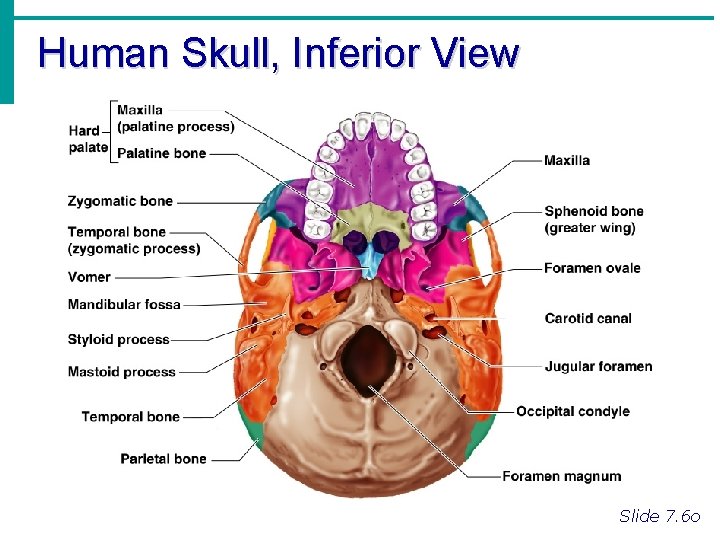 Human Skull, Inferior View Slide 7. 6 o 