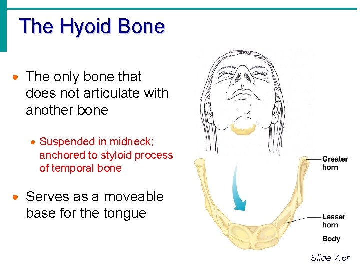 The Hyoid Bone · The only bone that does not articulate with another bone