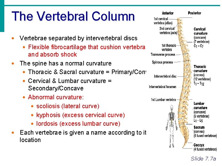 The Vertebral Column · Vertebrae separated by intervertebral discs · Flexible fibrocartilage that cushion