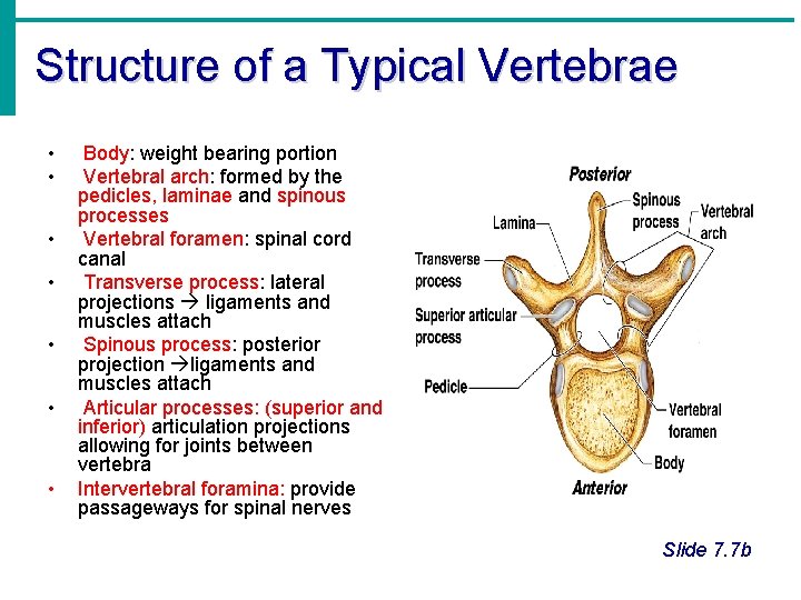 Structure of a Typical Vertebrae • • Body: weight bearing portion Vertebral arch: formed