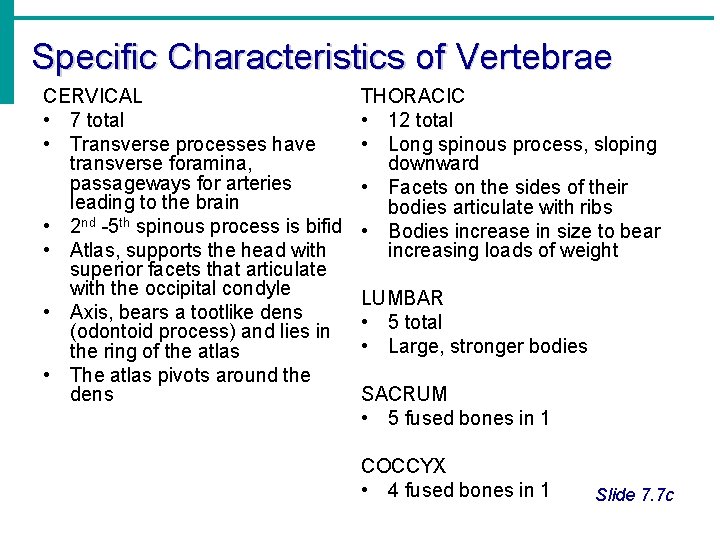 Specific Characteristics of Vertebrae CERVICAL • 7 total • Transverse processes have transverse foramina,