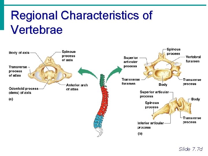 Regional Characteristics of Vertebrae Slide 7. 7 d 