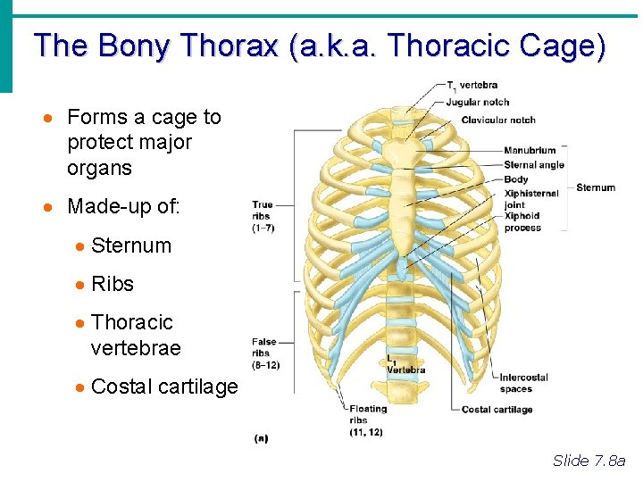 The Bony Thorax (a. k. a. Thoracic Cage) · Forms a cage to protect
