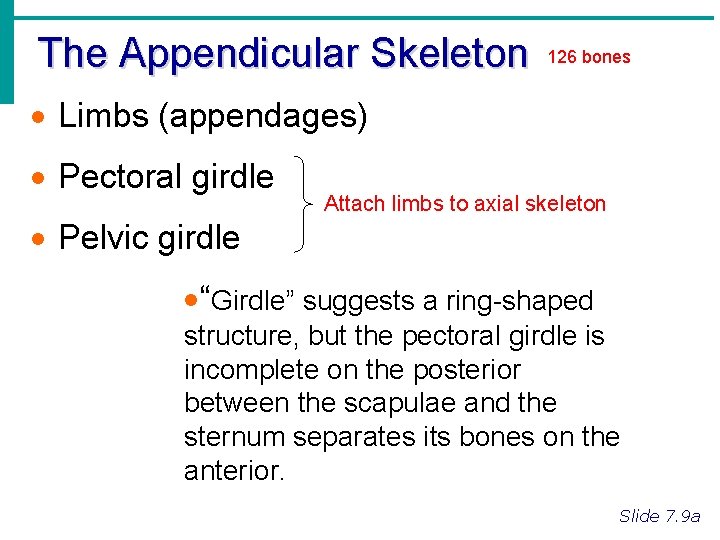 The Appendicular Skeleton 126 bones · Limbs (appendages) · Pectoral girdle · Pelvic girdle