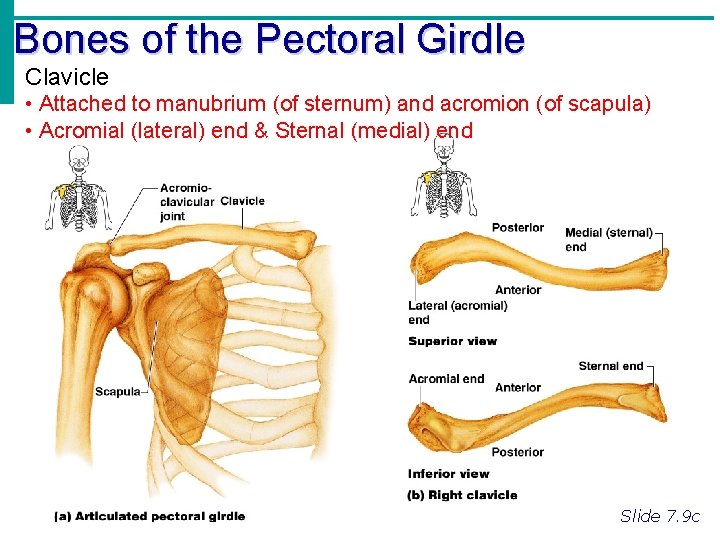 Bones of the Pectoral Girdle Clavicle • Attached to manubrium (of sternum) and acromion