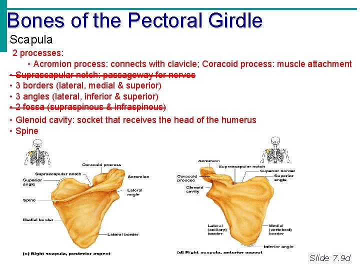 Bones of the Pectoral Girdle Scapula 2 processes: • Acromion process: connects with clavicle;