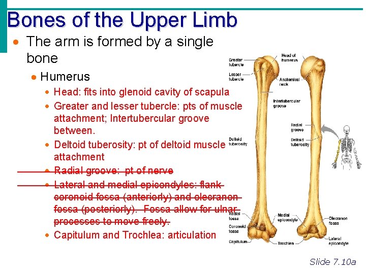 Bones of the Upper Limb · The arm is formed by a single bone