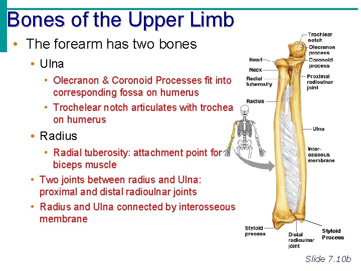 Bones of the Upper Limb • The forearm has two bones • Ulna •