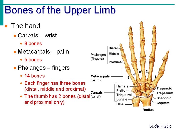 Bones of the Upper Limb · The hand · Carpals – wrist · 8