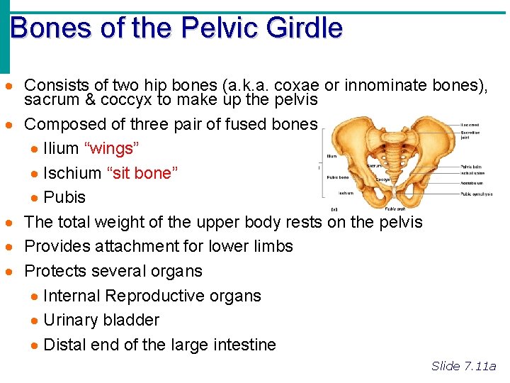 Bones of the Pelvic Girdle · Consists of two hip bones (a. k. a.