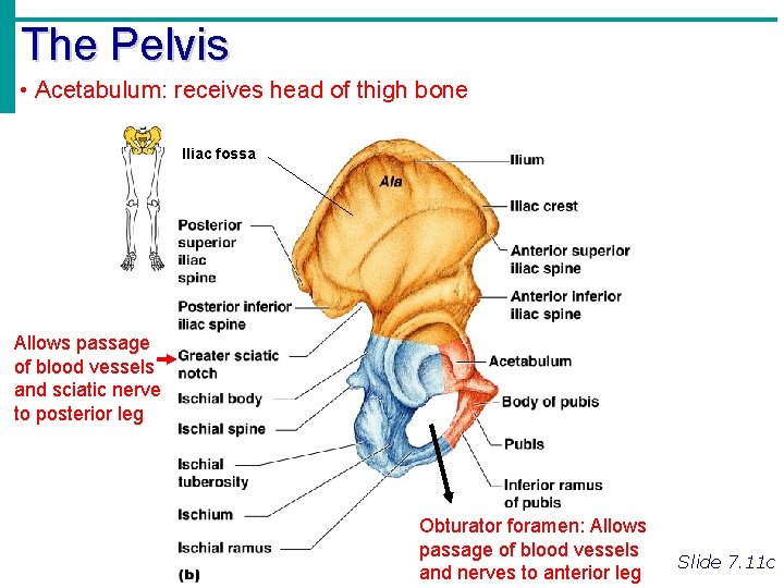 The Pelvis • Acetabulum: receives head of thigh bone Iliac fossa Allows passage of