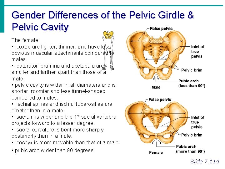 Gender Differences of the Pelvic Girdle & Pelvic Cavity The female: • coxae are