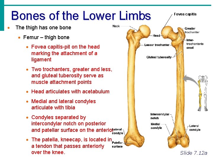 Bones of the Lower Limbs · Fovea capitis The thigh has one bone ·