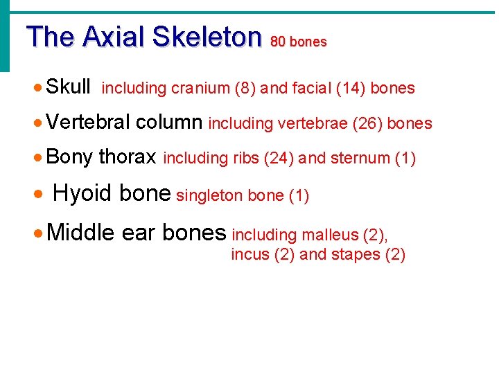 The Axial Skeleton 80 bones · Skull including cranium (8) and facial (14) bones