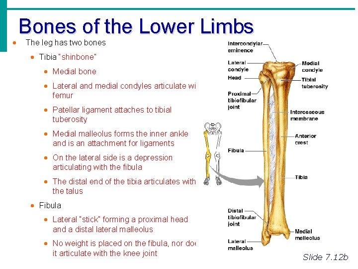 · Bones of the Lower Limbs The leg has two bones · Tibia “shinbone”