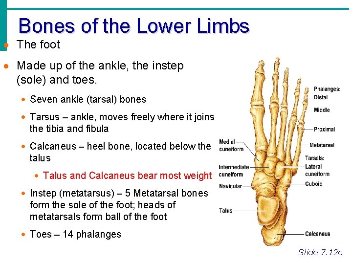 Bones of the Lower Limbs · The foot · Made up of the ankle,