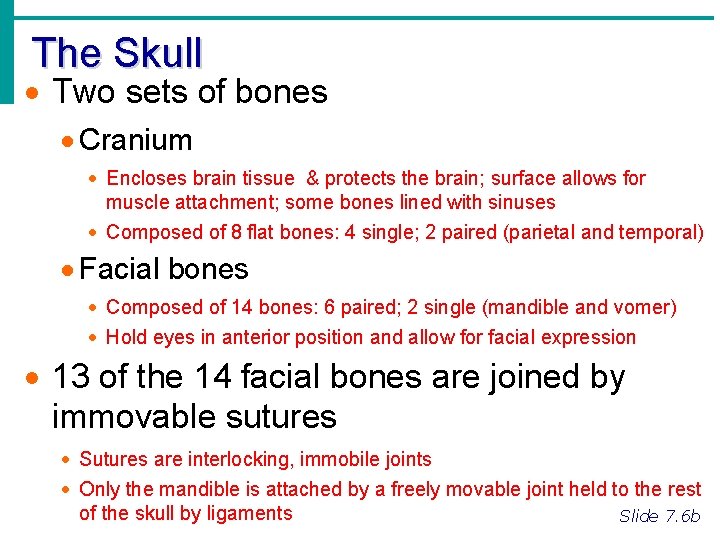 The Skull · Two sets of bones · Cranium · Encloses brain tissue &