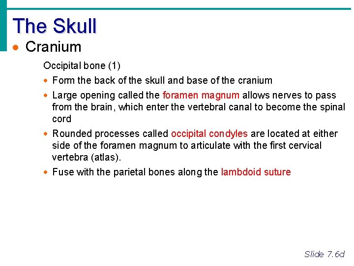 The Skull · Cranium Occipital bone (1) · Form the back of the skull