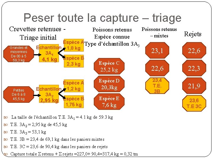 Peser toute la capture – triage Crevettes retenues Triage initial Grandes et moyennes De