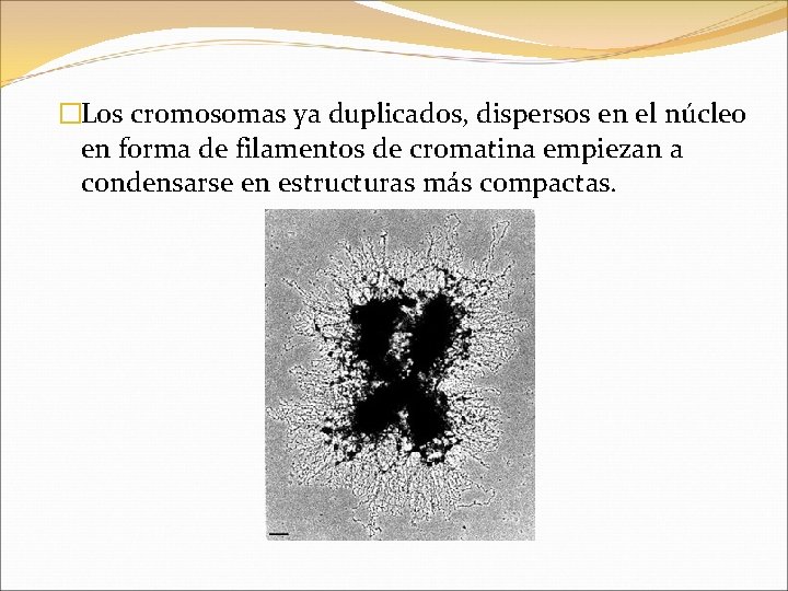 �Los cromosomas ya duplicados, dispersos en el núcleo en forma de filamentos de cromatina